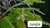 PHALAENOPSIS CORNU SERV RED COM JUNGLE na internet