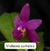 PHALAENOPSIS VIOLACEA SUMATRA na internet