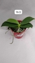 PHALAENOPSIS VIOLACEA SUMATRA