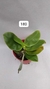 PHALAENOPSIS VIOLACEA SUMATRA