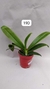 PHALAENOPSIS CORNU SERV RED COM JUNGLE