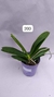 PHALAENOPSIS CORNU SERV RED COM JUNGLE COM HASTE
