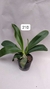 PHALAENOPSIS CORNU SERV RED COM JUNGLE COM HASTE