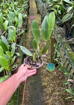 Rlc. Toshie Aoki - Adulta na internet