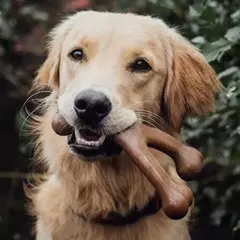 BENEBONE WISHBONE BACON - JoliPets