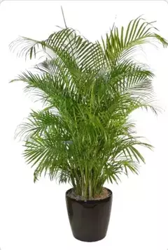 AREKA 15 LTS