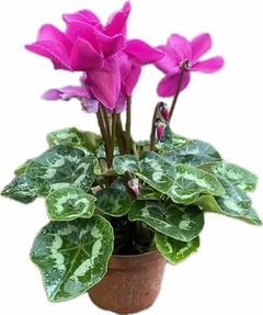 VIOLETA DE LOS ALPES