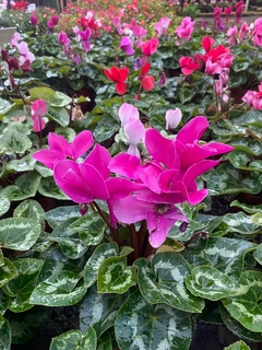 VIOLETA DE LOS ALPES