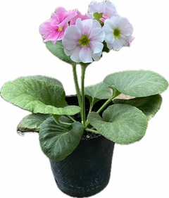 PRIMULA OBCONICA M12 - tienda online