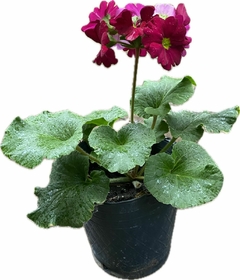 Imagen de PRIMULA OBCONICA M12