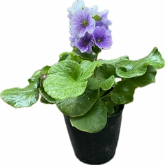 PRIMULA OBCONICA M12 en internet