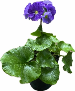 PRIMULA OBCONICA M12 - VIVERO EL TUCAN SRL