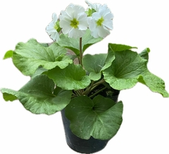 PRIMULA OBCONICA M12 - comprar online