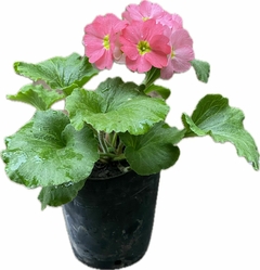 PRIMULA OBCONICA M12