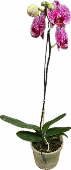 PHALAENOPSIS en internet