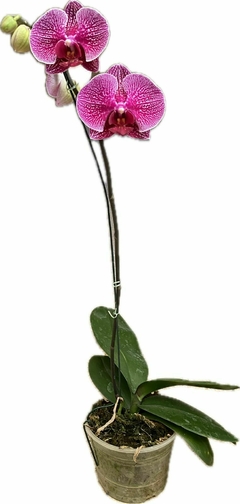 PHALAENOPSIS - VIVERO EL TUCAN SRL