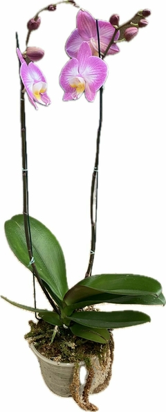 PHALAENOPSIS