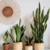 PLANTAS DE INTERIOR