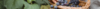 Banner de Sagrada Hierba
