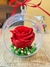 Rosa Eterna Roja