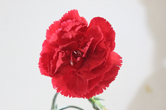 Banner de la categoría CLAVEL