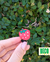 frutilla 3D