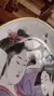 Plato Tsuji decorativo - comprar online