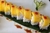 Primavera Roll