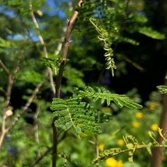 Espinillo - Vachellia caven