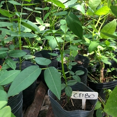 Ceibo - Erythrina crista-galli