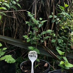 Tala - Celtis tala