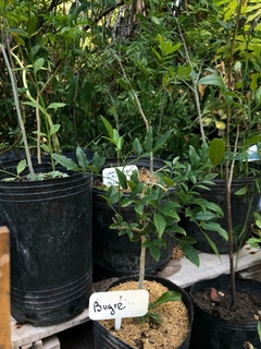 Yerba de bugre - Lonchocarpus nitidus