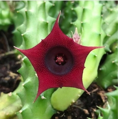 Ojo De Dragón (huernia Schneideriana) - SalgueroLife