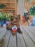 Yorkshire Chocomerle macho - Pet Dante