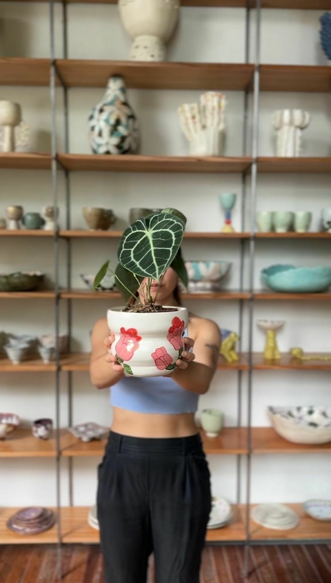 Anthurium Crystallinum