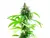 Malvina - Conicet - comprar online