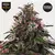 Phantom ice - Mamua Seeds - comprar online