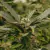Nebula x - Black Caviar Seeds - comprar online