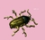 Broche Beetle Vintage