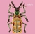 Broche Big Beetle - comprar online