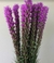 LIATRIS en internet