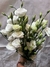 Lisianthus - Floraled