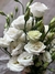 Lisianthus