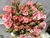 Mini Rosa - comprar en línea
