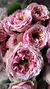 ROSA INGLESA en internet