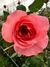 ROSA INGLESA - comprar en línea