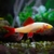 TIBURON ARCOIRIS ALBINO CH en internet