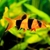 BOTIA PAYAZO MED - Fish Animals