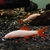 TIBURON ARCOIRIS ALBINO CH - Fish Animals