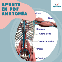 FICHAS DIGITALES - ANATOMIA - DISEÑO by PSICOMED